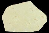 Jurassic Brittle Star (Sinosura) Multiple Plate - Solnhofen #132528-1